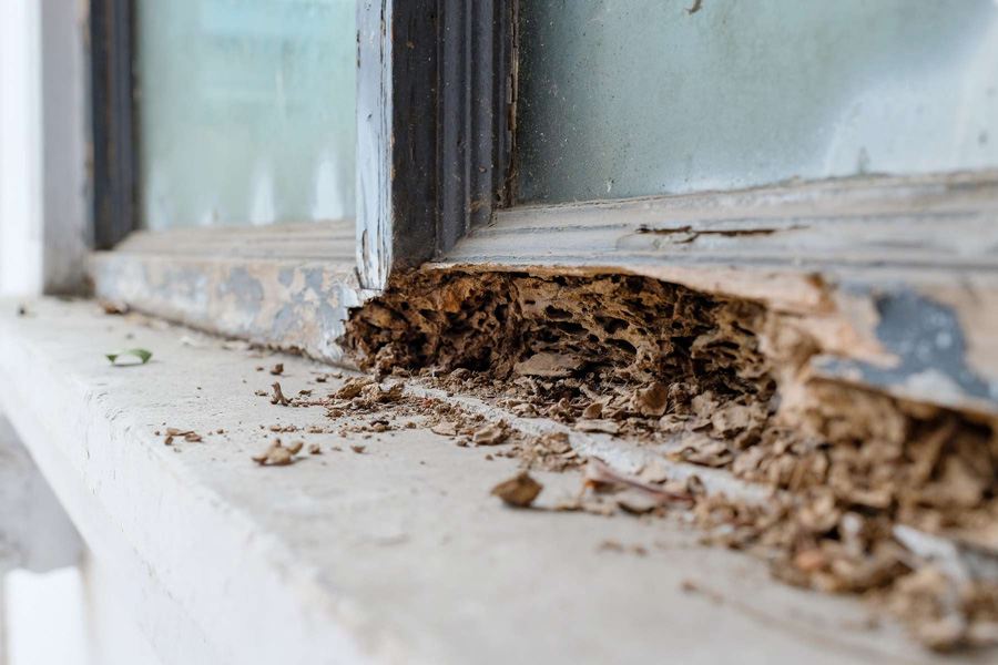 window frame damaged by termites greensburg in